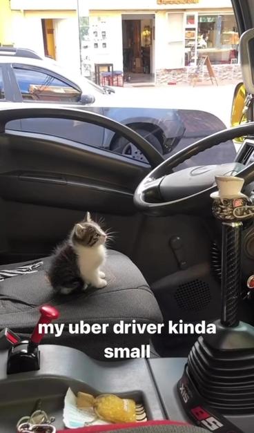 Photo of a tiny, fluffy kitten sitting in the driver's seat of a truck while looking at the steering wheel. Caption says:
my uber driver kinda
small