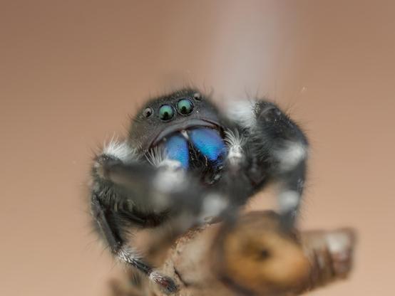 A little jumping spider blue iridescent mandibles