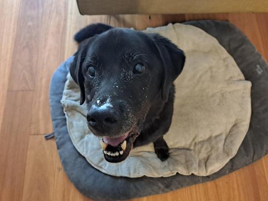My black lab Jet's face covered in splotches of white yoghurt.