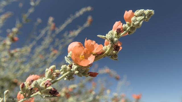 A close-up of orange flowers on a branch against a clear blue sky. The flowers are in various stages of bloom, surrounded by green foliage and buds.