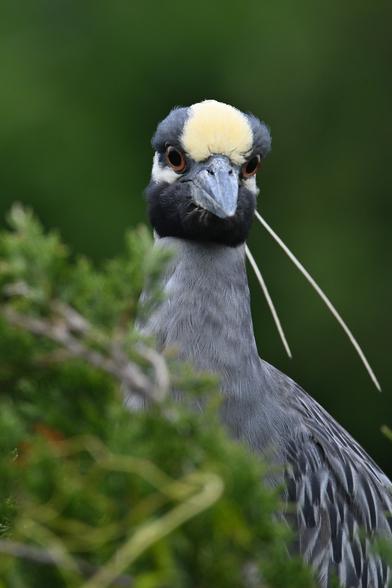 a close up look of a yellow crowned night heron, looking right back. His disgust is palpable.