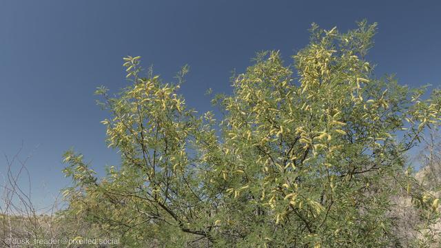 A close-up view of a flowering tree with yellow blooms set against a clear blue sky. The tree features green leaves and elongated flower clusters.