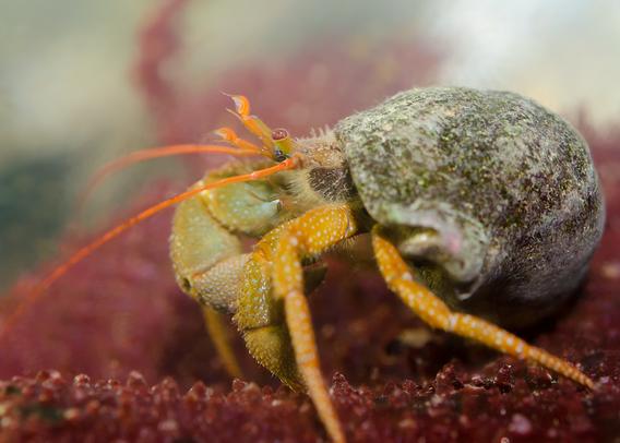 Side view of a hermit in a grey, algae-encrusted whelk shell. The hermit, facing left, has one light green cheliped; the other, and the legs are a yellowish olive green. All these are covered with small, baby-blue knobs. The antennae are a vibrant orange, as are the smaller antennules; the deep red eyes stand on  yellowish stalks. The carapace, orange on top, dark reddish on the sides, has a covering of yellow hairs.
Hermie stands on a blade of Turkish towel seaweed, deep red, and covered with bumps (papillae).