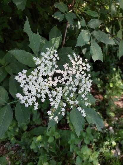 Fleur de sureau blanc [ sambucus canadensis ]