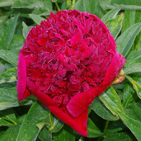 Dunkelrote gefüllte Blüte, mit Regentropfen benetzt.