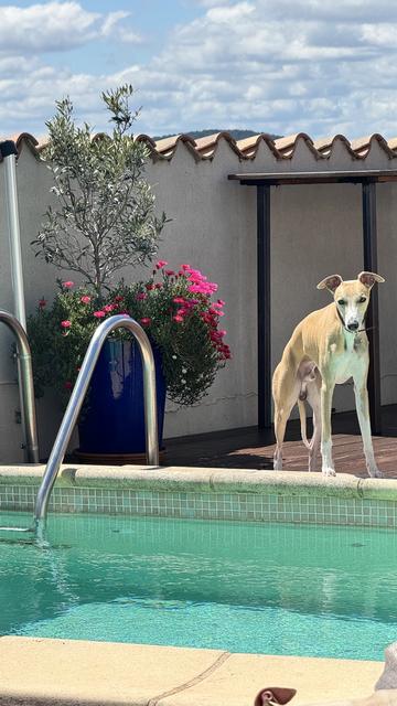 Light-coloured dog standing by a pool.