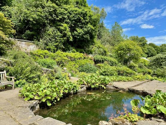 This picture showcases a serene garden scene on a bright, sunny day. In the foreground, there is a small, clear pond surrounded by stone paving. Aquatic plants with broad green leaves grow along the pond's edge. To the left, there's a wooden bench partially visible, inviting relaxation. The background is lush with vibrant greenery, including a variety of shrubs, ferns, and tall trees. A stone wall can be seen partially hidden by the foliage, adding a rustic charm. The sky above is a brilliant blue, dotted with a few fluffy white clouds, enhancing the peaceful, natural ambiance.