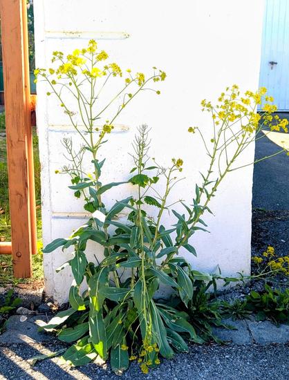 KI, überarbeitet: Das Bild zeigt eine Pflanze mit langen, grünen Blättern und zahlreichen gelben Blüten, die an dünnen Stängeln wachsen. Die Blüten sind in kleinen, zusammengefassten Blütenköpfen angeordnet. Die Pflanze steht vor einer weißen Wand, die leicht beschädigt und mit horizontalen Linien versehen ist. Links im Bild ist ein Teil eines Holzzauns zu sehen, und rechts ist ein Teil einer Garage sichtbar. Der Boden besteht aus gepflastertem Untergrund mit einigen Steinen und Gras. Die Pflanze scheint in einem sonnigen Bereich zu wachsen, da die Blüten und Blätter gut ausgeleuchtet sind.