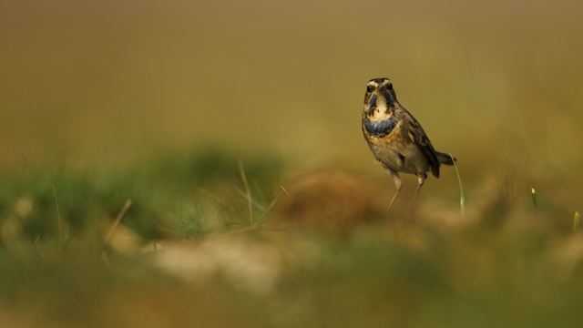 Portrait of a Bluethroat standing on the ground near to a wetland.