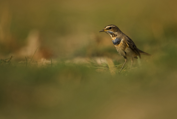 Portrait of a Bluethroat standing on the ground near to a wetland.