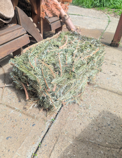 A rectangular shaped mass of dried pine leaves. I had compacted all the Christmas tree branches into a bin and they held that shape when I dumped them back out.