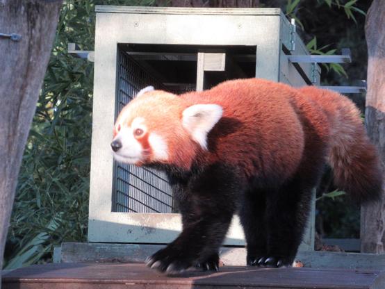 A red panda walking on a platform