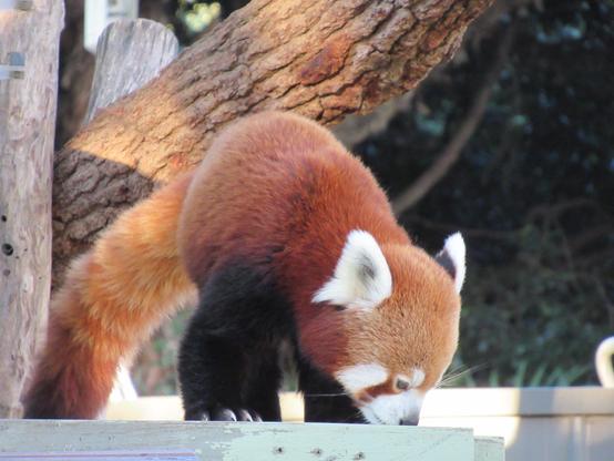 A red panda sniffing the ground