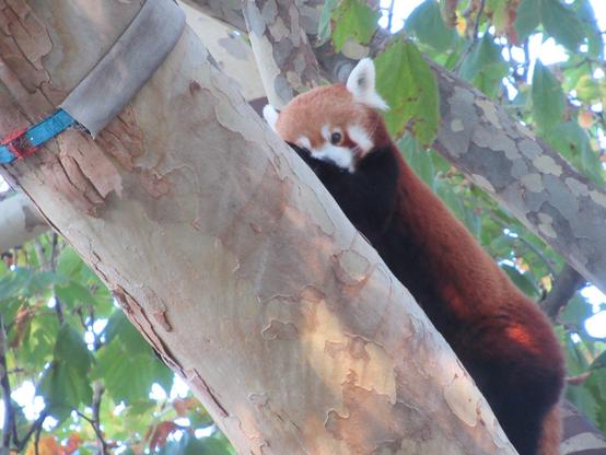 A red panda climbing a tree