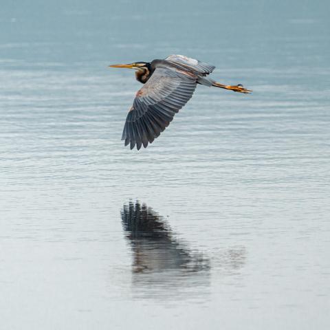 A purple heron (Ardea purpurea) in graceful flight, gliding low over calm water with its reflection clearly visible on the surface.