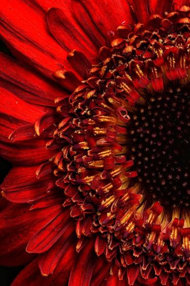 Macro focus stack of an red flower. Very fine details. Mainly red and yellow colours.