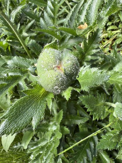 Mohn noch nicht erblüht in der grünen Knospe mit Regentropfen