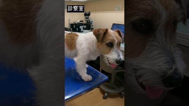 注射の日  #ジャックラッセルテリア  #jackrussellterrier  #癒し