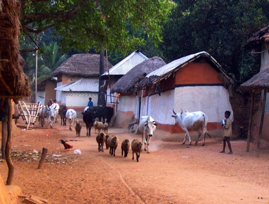 Farbfoto aus einem Bauerndorf in West Bengalen, Indien. In Bildmitte eine Straße mit rötlichem Sandbelag, auf der sich Schafe, Kühe, Hühner und Menschen sowie ein Leiterwagen aus Holz befinden. Rechts eine Reihe von weiß und in anderen Farben angestrichenen kleinen Häusern mit Dächern aus Blech und Reet.