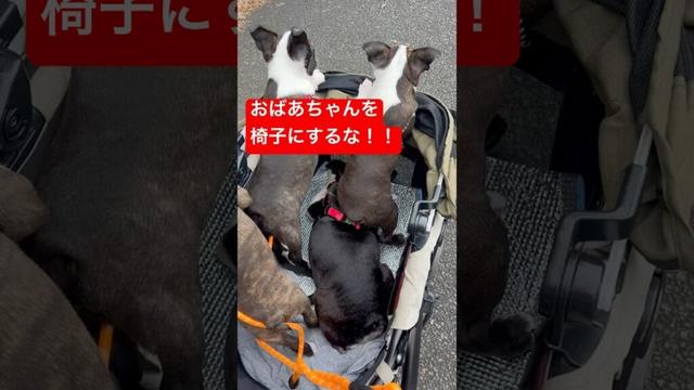 孫に甘過ぎるボストンテリアのおばあちゃん。　#いぬのいる暮らし #puppy #うめ #ボストンテリア #散歩 #cute #pets #puppylife #bostonterrier