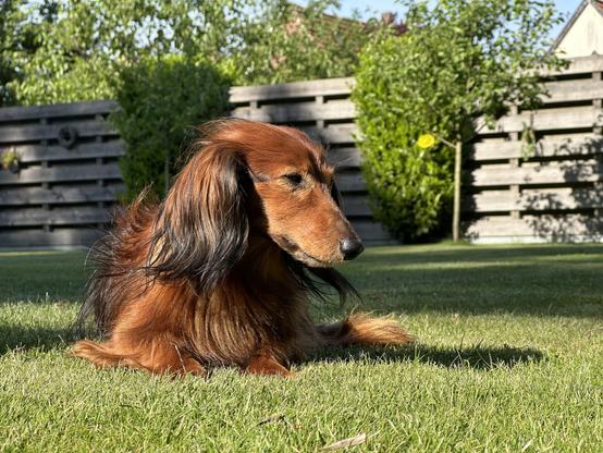 Das Bild zeigt einen langhaarigen Dachshund mit einem glänzenden braunen Fell, der auf einem grünen Rasen liegt. Der Hund hat lange, schulterlangen Ohren und einen langen, schlanken Körper. Sein Fell ist glatt und wellig, mit dunkleren Akzenten an den Ohren und dem Gesicht. Der Dachshund blickt nach rechts, mit einem ruhigen und entspannten Ausdruck. Im Hintergrund ist ein Holzzaun zu sehen, der einen gepflegten Garten umgibt, mit Bäumen und Sträuchern, die die Umgebung grün und üppig erscheinen lassen. Die Sonne scheint, was den Rasen in helles Licht taucht und den Schatten des Hundes deutlich zeigt.