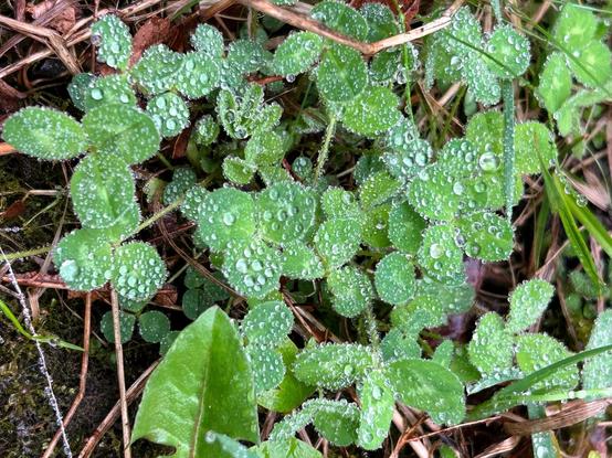 Closeup of a patch of clover leaves. There are no flowers, but the green trifoliate leaves are dotted about their surfaces and edges with many tiny water droplets.