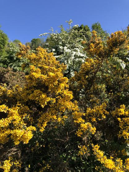 A photo of a gorse bush covered in yellow flowers, behind it is a hawthorn tree covered in white flowers green trees form a backdrop with blue cloudless sky above.