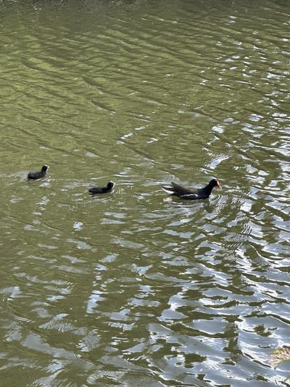 A Moorhen with two chicks swimming on the turgid water of an old mill lodge