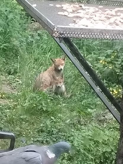 A mummy red fox sits up with her cub sitting up in front of her, both are looking at a plump pigeon in the foreground. Pigeon is safe! They are in my rather overgrown back garden in South East England.