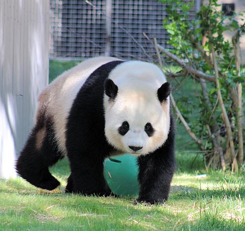 Giant panda Bao Li slowly walks away from the howdy window, wondering if Qing Bao is watching him.