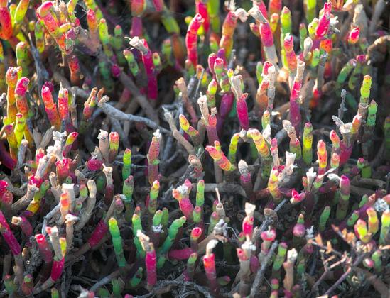 A close up photo of red and green beaded grasswort