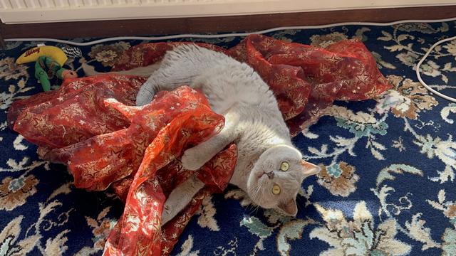 An insane-looking lilac British shorthair cat wrestling with a glittery red sheet on a heavily patterned blue floral carpet. In the top left corner are two catnip toys in the shape of a banana and a snake.