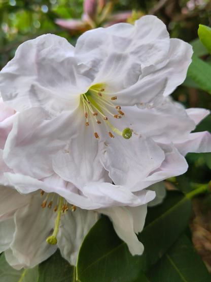 A pure white slightly crinkled silken bloom of a rhododendron with prominent orange tipped yellow stamens and a green pistol. The white of the petals are emphasised by the dark green foliage behind