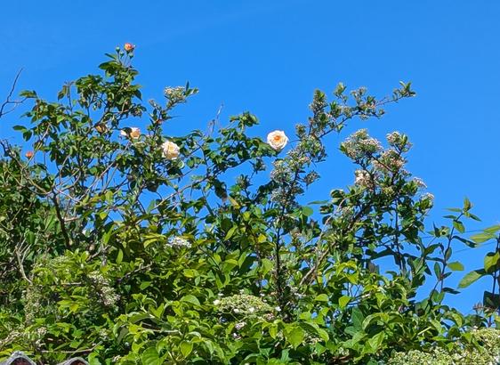 Peach roses against a bright blue sky
