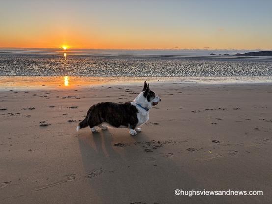 A photo of a Welsh Cardigan Corgi on the beach at sunrise.