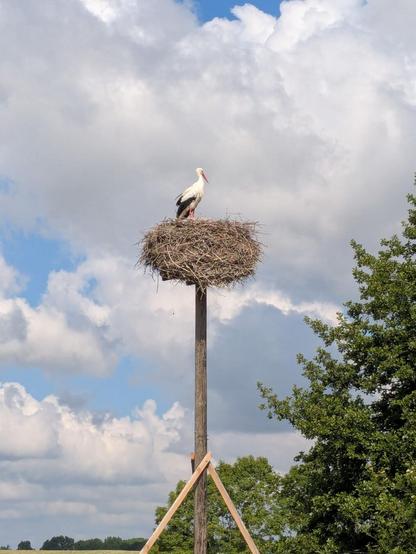 Stork