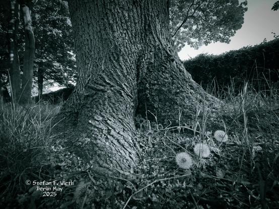 Acer platanoides with adjacent soil and meadow area with three dandelions, urban park Goethepark Berlin, © StefanFWirth May 2025