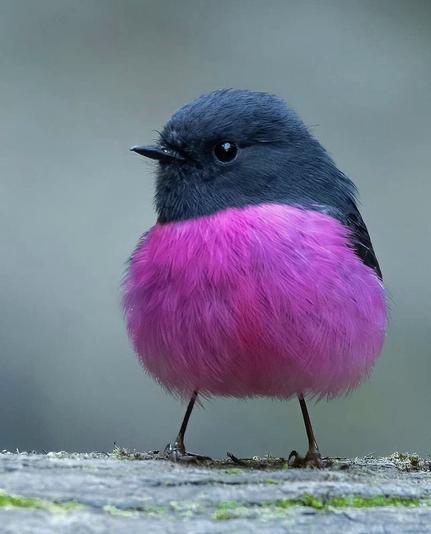 Photo of a tiny pink robin (Petroica rodinogaster) looking all cute with its black and pink feathers. The pink feathers on the bird cover its front and bottom, while the black feathers cover its head and wings.