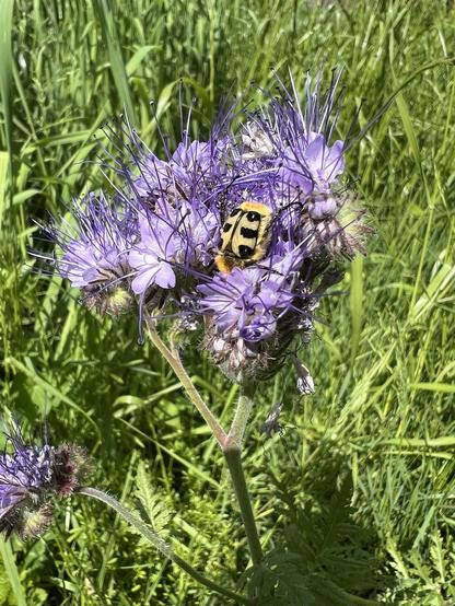 Ein Käfer, der aussieht wie eine Hummel, sitzt auf einer Phacelia-Blüte und verpflegt sich.