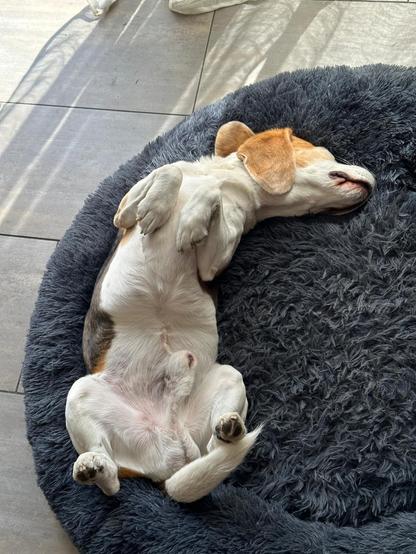 Bealge Max auf dem Rücken liegend im Hundekörbchen.