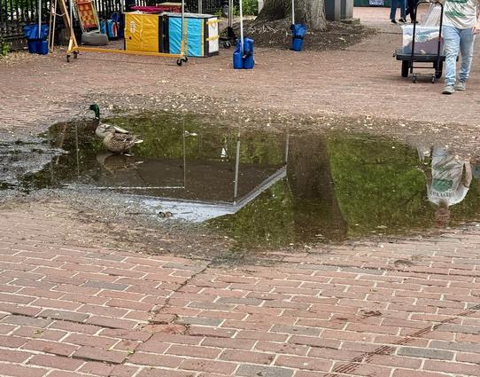 A low spot on a brick walkway by Boston Commons where a shallow pool of water has collected and a couple ducks seem to have claimed it as their won. In the background a booth is being setup and a person to the right is reflected in pool, wheeling a cart with more goods.