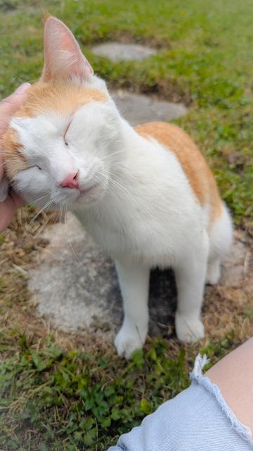 Das Bild zeigt eine Katze mit weißem und orangefarbenem Fell, die genüsslich eine Streicheleinheit von einer Hand erhält. Ihre Augen sind geschlossen, was darauf hindeutet, dass sie diesen Moment genießt. Im Hintergrund sind Gras und einige Steine zu sehen, was auf eine natürliche Umgebung schließen lässt. Im Vordergrund erkennt man ein Bein in einer zerrissenen Jeans, vermutlich die Person, die die Katze streichelt.