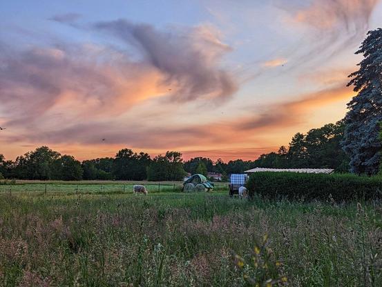 A wide shot captures a tranquil rural scene under a vibrant sunset sky. The sky is a blend of pastel pinks, oranges, and blues, with wispy clouds stretching across the frame. Below, a field of tall, dry grass dominates the foreground. Further back, a green pasture is visible, where two sheep graze. Agricultural equipment, including what appears to be wrapped hay bales and a small trailer, sits in the field. A line of trees forms the horizon, and a few buildings with red roofs are nestled amongst them. To the right, a large evergreen tree stands prominently. The overall impression is one of peaceful countryside at dusk.