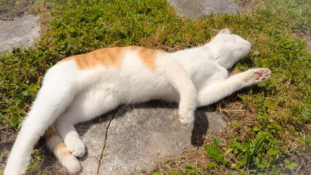Das Bild zeigt eine Katze, die auf einem Steinboden liegt und sich in der Sonne ausruht. Ihr Fell ist weiß mit orangefarbenen Flecken auf dem Rücken und dem Schwanz. Die Katze streckt sich entspannt aus, mit einem Bein nach vorne und dem anderen nach hinten. Rundherum wachsen Gras und Pflanzen, die die Szene mit etwas Grün auflockern.