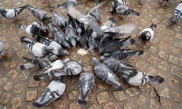 Palomas comiendo pan (Getty Images)