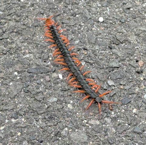 A Japanese centipede (mukade) walking.
