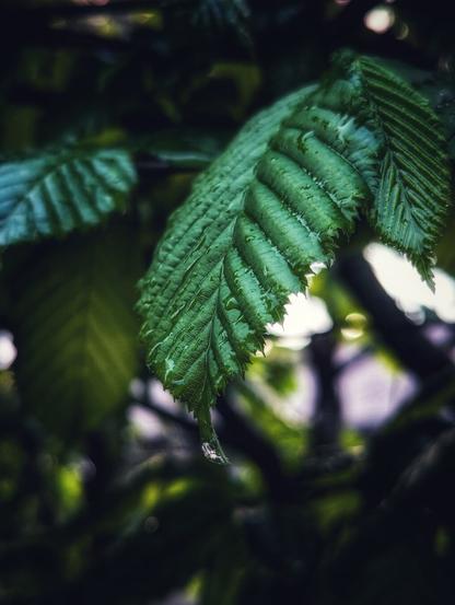 A close-up shot of a vibrant green leaf, glistening with water droplets. The leaf's serrated edges and prominent veins are clearly visible. The background is blurred, focusing attention on the leaf. The overall tone is natural and fresh.