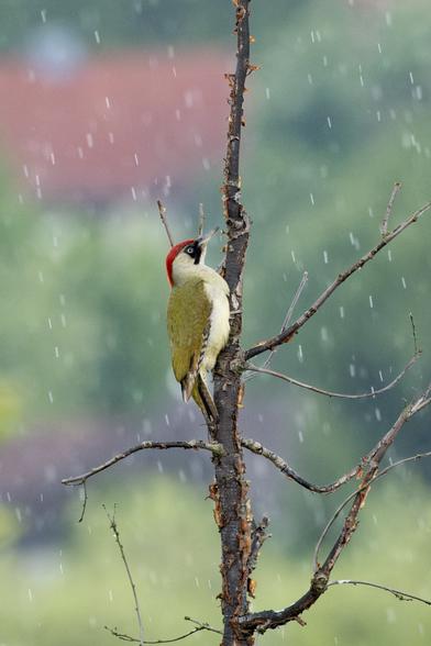 Photo of a green bird with red feathers on top of its head. The bird sits in a barren tree.