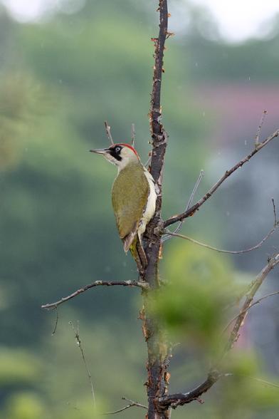 Photo of a green bird with red feathers on top of its head. The bird sits in a barren tree.