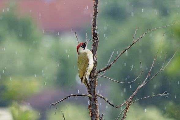 Photo of a green bird with red feathers on top of its head. The bird sits in a barren tree.